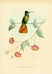 Oiseau Mouches Augastes Lumachellus Poster Print by L. Bevalet showcasing a vibrant hummingbird.