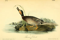 Birds of America 1844 Brewer's Duck Poster Print by J.J. Audubon
