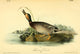 Birds of America 1844 Brewer's Duck Poster Print by J.J. Audubon
