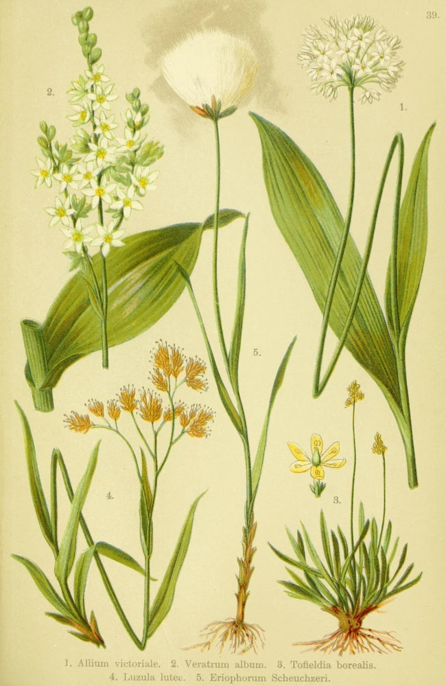 Alpen-Flora für Touristen 1904 Allium Poster Print by Hermann Friese