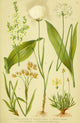 Alpen-Flora für Touristen 1904 Allium Poster Print by Hermann Friese