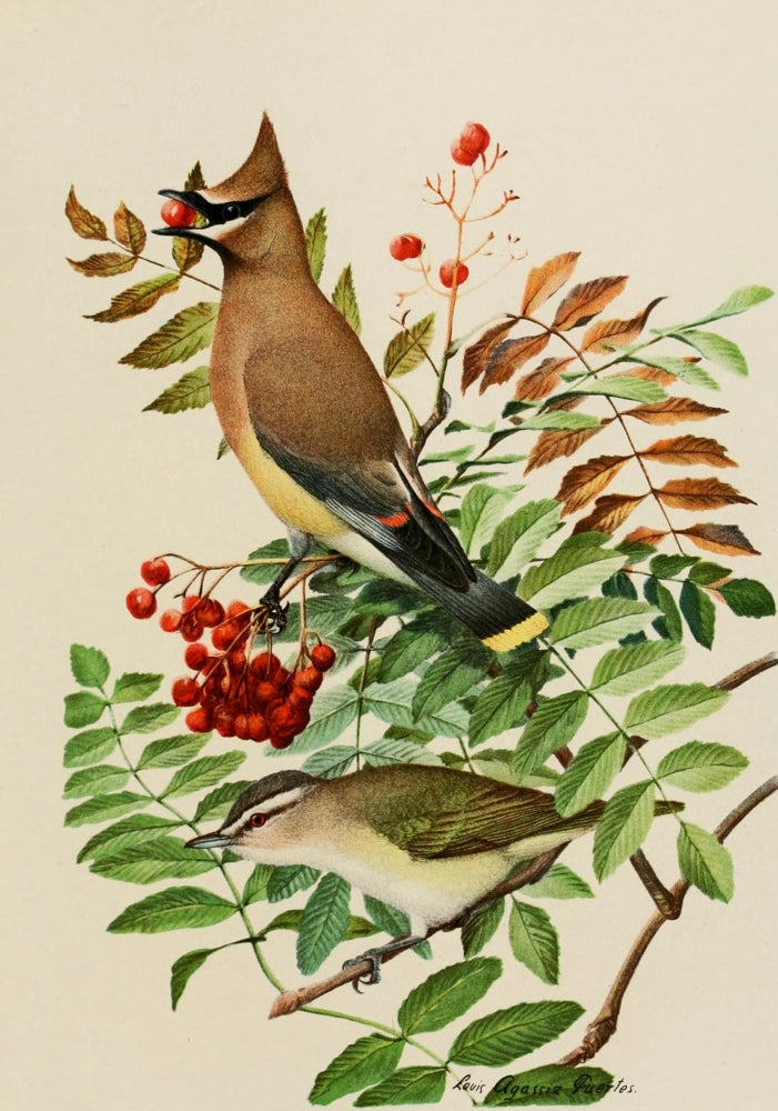 Bird Paintings Waxwing & Vireo Art Print by L.A. Fuertes