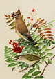Bird Paintings Waxwing & Vireo Art Print by L.A. Fuertes