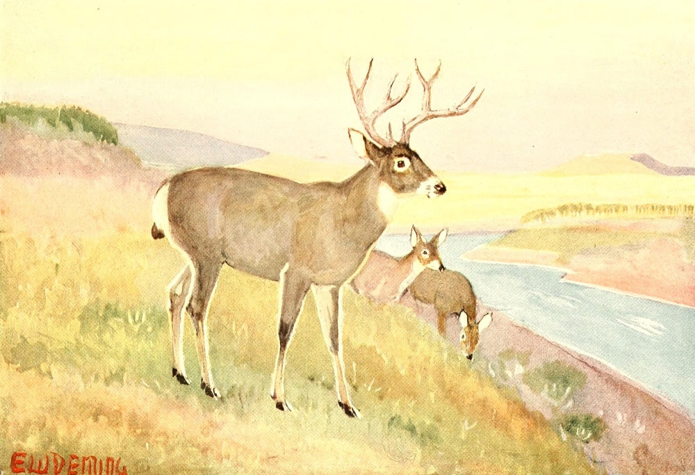 American Animal Life 1916 Deer Poster Print by E.W. Deming