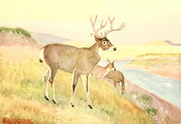 American Animal Life 1916 Deer Poster Print by E.W. Deming