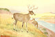 American Animal Life 1916 Deer Poster Print by E.W. Deming