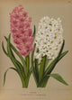 Haarlem's Flora 1872 Hyacinths Poster Print by Arentine H. Arendsen