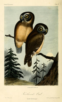 Kirklands Owl Poster Print by W.E. Hitchcock showcasing a detailed owl design.