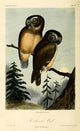 Kirklands Owl Poster Print by W.E. Hitchcock showcasing a detailed owl design.