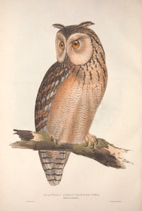 Horned Owl Poster Print by Edward Lear from Birds of Europe collection.