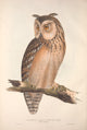 Horned Owl Poster Print by Edward Lear from Birds of Europe collection.