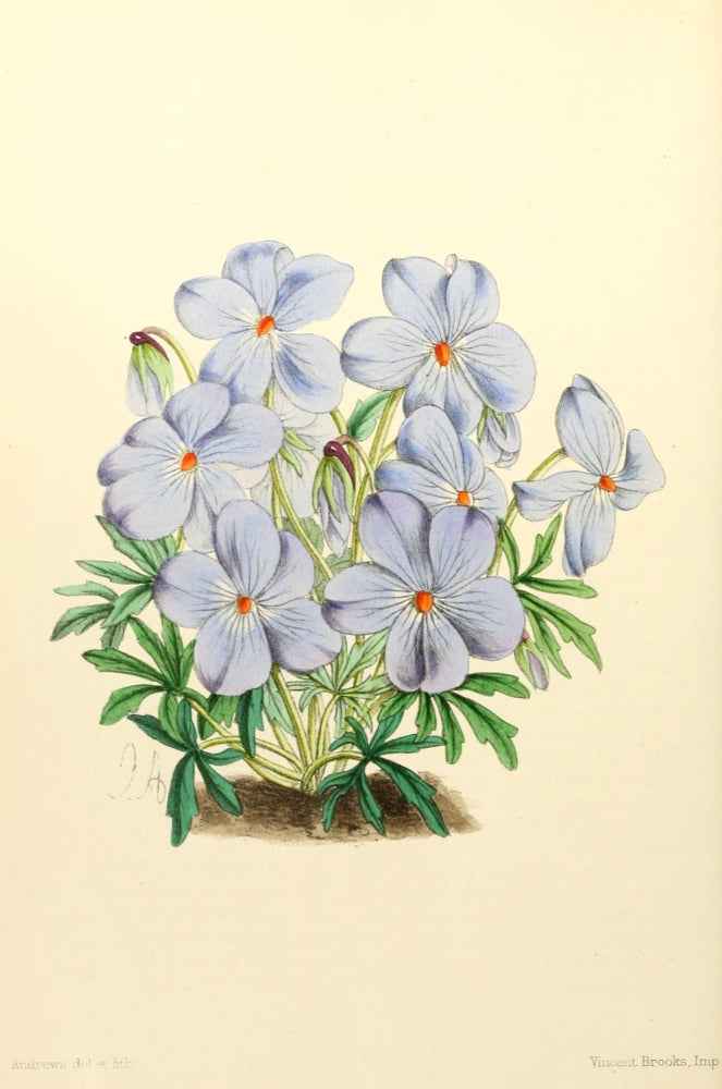 The Floral Magazine 1869 Viola Pedata Poster Print by James Andrews