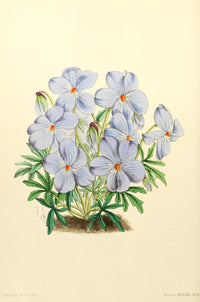 The Floral Magazine 1869 Viola Pedata Poster Print by James Andrews