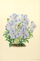 The Floral Magazine 1869 Viola Pedata Poster Print by James Andrews