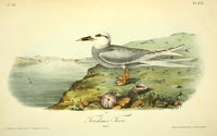 Birds of America Trudeau's Tern Poster Print by J.J. Audubon, vibrant nature artwork.
