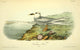 Birds of America Trudeau's Tern Poster Print by J.J. Audubon, vibrant nature artwork.