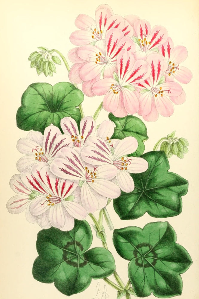 Ivy-Leaved Pelargoniums Floral Poster Print by James Andrews