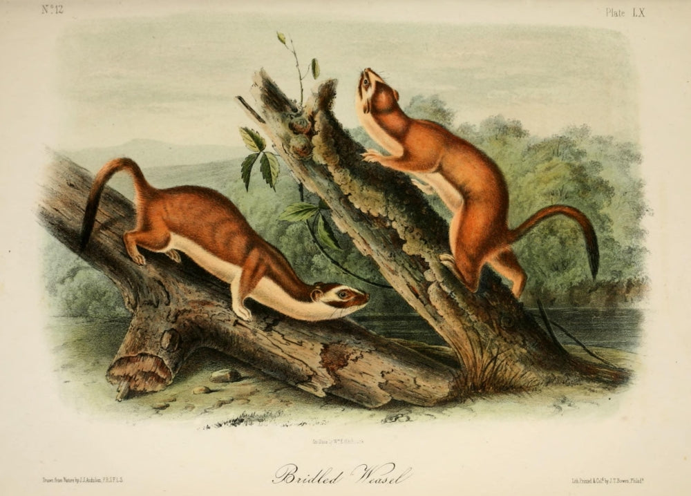 Bridled Weasel Poster Print from Quadrupeds of N. America by J.J. Audubon