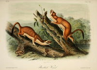 Bridled Weasel Poster Print from Quadrupeds of N. America by J.J. Audubon