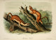 Bridled Weasel Poster Print from Quadrupeds of N. America by J.J. Audubon