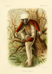 Coquerel's Sifaka vintage poster print showcasing the unique beauty of this Madagascar lemur.
