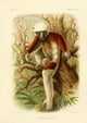 Coquerel's Sifaka vintage poster print showcasing the unique beauty of this Madagascar lemur.