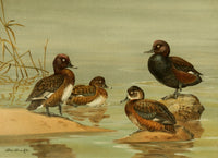 Nat History of Ducks 1925 Poster Print by A. Brooks featuring Australian ducks and pochards.