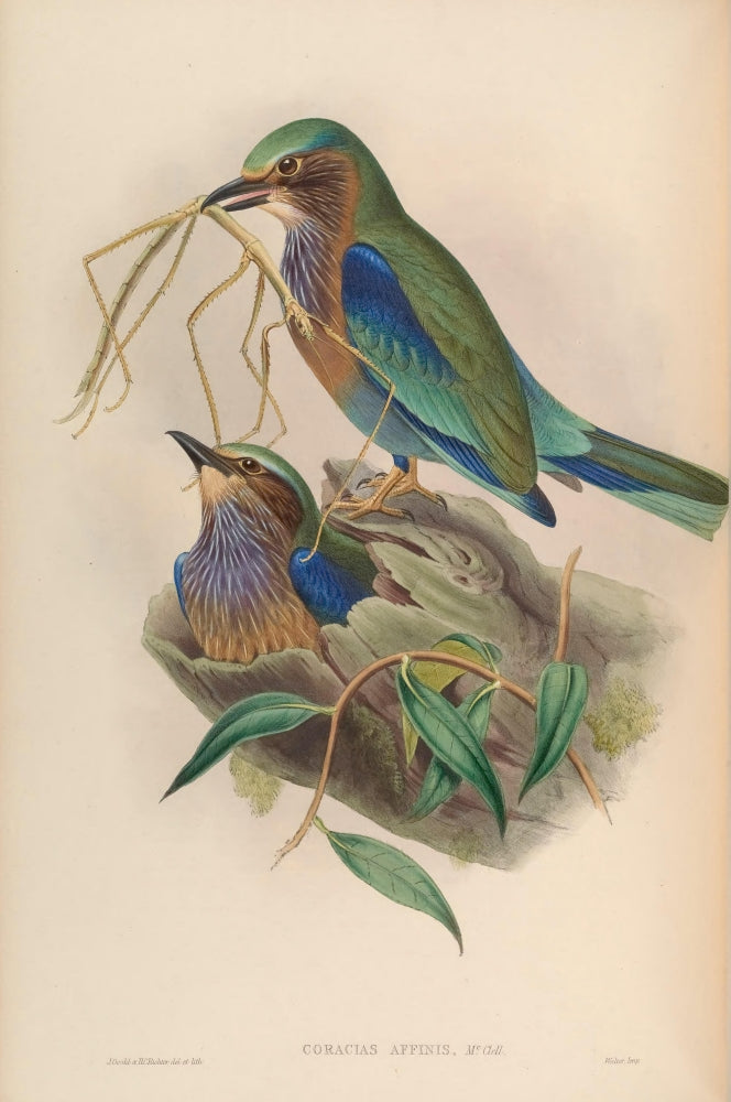 Birds of Asia 1850 Burmese Roller Poster Print by John Gould