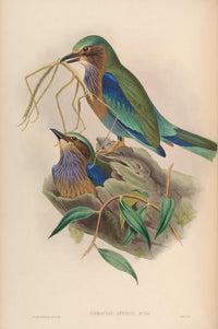 Birds of Asia 1850 Burmese Roller Poster Print by John Gould