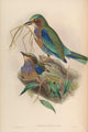 Birds of Asia 1850 Burmese Roller Poster Print by John Gould