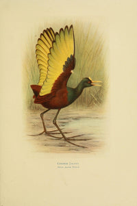 Birds of La Plata Common Jacana Poster Print by H. Grönvold