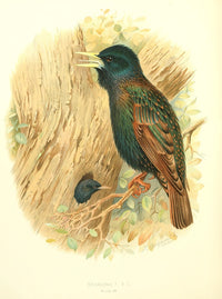 Birds of Britain & Ireland 1907 Starling Poster Print by Henrik Grønvold