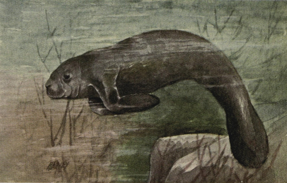 North American Wild Animals 1915 Manatee Poster Print