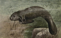 North American Wild Animals 1915 Manatee Poster Print