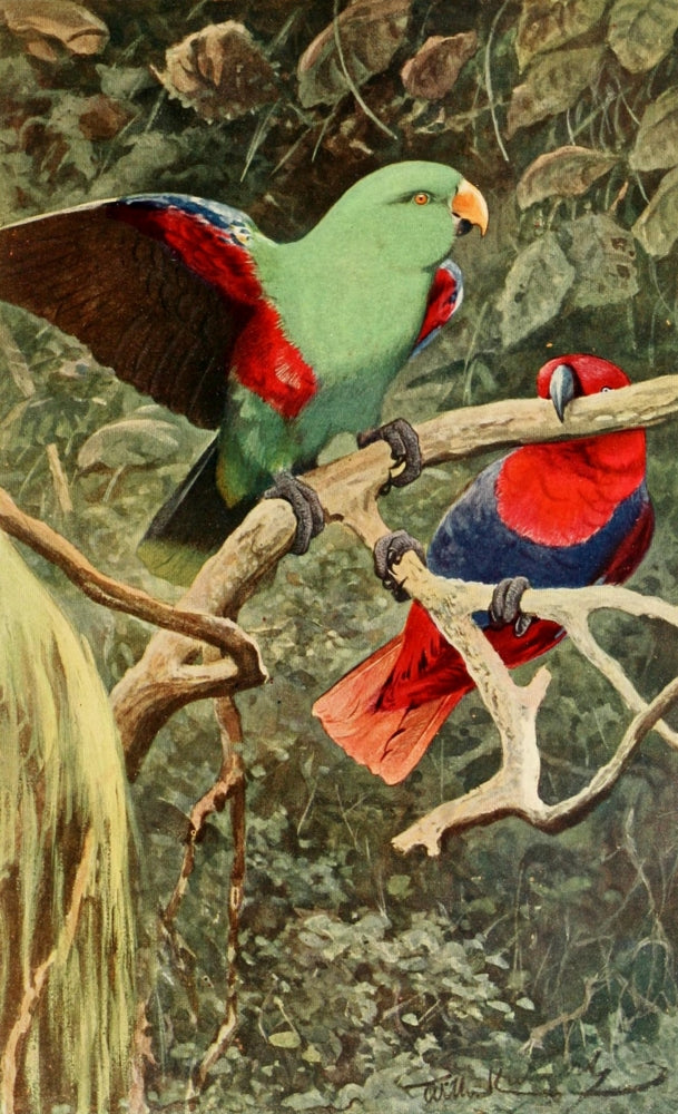 Brehms Tierleben 1911 Eclectus Parrot Poster Print by F.W. Kuhnert