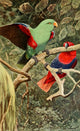 Brehms Tierleben 1911 Eclectus Parrot Poster Print by F.W. Kuhnert