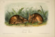 Quadrupeds of North America 1851 - Marsh Hare Poster Print by J.J. Audubon