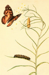 Butterflies Worth Knowing 1923 Painted Beauty Poster Print by Willey I. Beecroft, showcasing vibrant butterflies.
