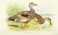 Indian Sporting Birds Gadwall Duck Poster Print by W.H. Foster, showcasing elegant wildlife art.
