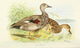 Indian Sporting Birds Gadwall Duck Poster Print by W.H. Foster, showcasing elegant wildlife art.