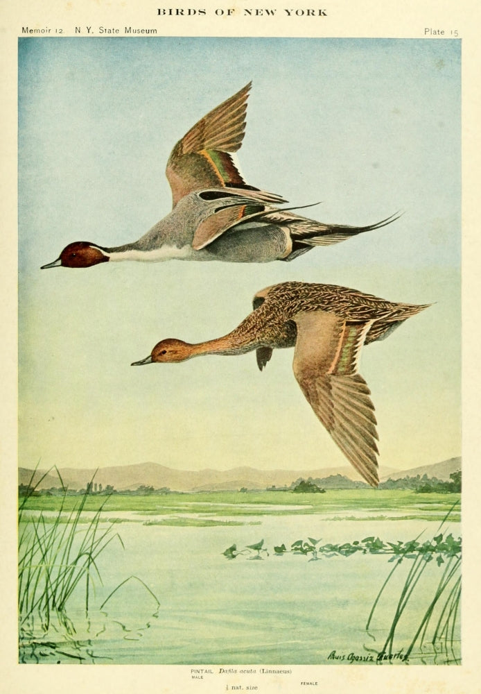Birds of NY 1914 Pintail Poster Print by L.A. Fuertes