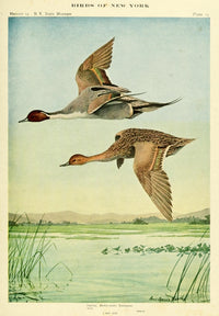 Birds of NY 1914 Pintail Poster Print by L.A. Fuertes