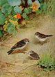 Bird-Lore 1922 Chipping Sparrow Poster Print by R.B. Horsfall featuring a detailed illustration of a Chipping Sparrow.