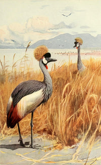 Brehms Tierleben Crowned Crane Poster Print by F.W. Kuhnert