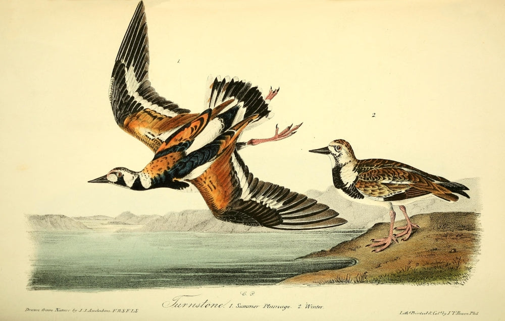 Birds of America 1844 Turnstone Poster Print by J.J. Audubon