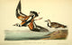 Birds of America 1844 Turnstone Poster Print by J.J. Audubon