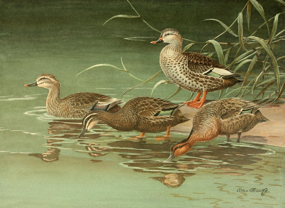 Nat History of Ducks 1925 Australian Duck Poster Print
