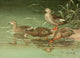 Nat History of Ducks 1925 Australian Duck Poster Print