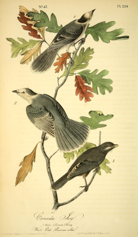 Canada Jay Poster Print from Birds of America by J.J. Audubon.