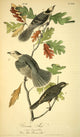 Canada Jay Poster Print from Birds of America by J.J. Audubon.